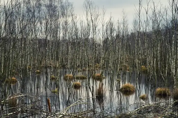 Bimöhlen - Moor bei Bimöhlen