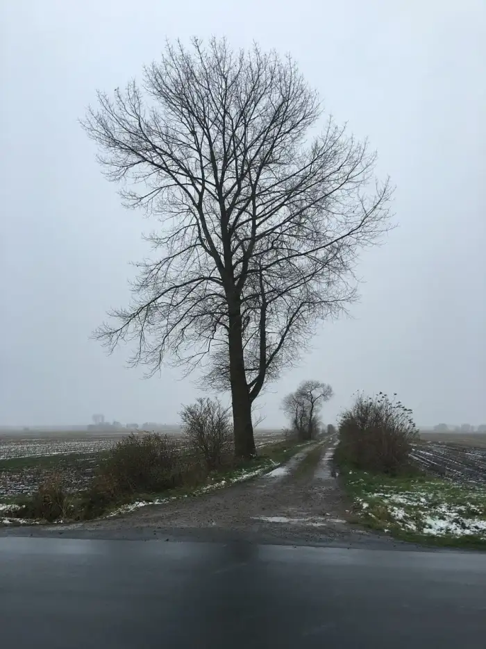 Breddorf - Boom bi Breddörp