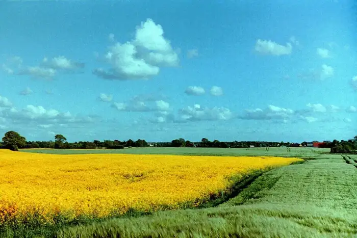 Bredenbek - Rapsfeld bei Bredenbek