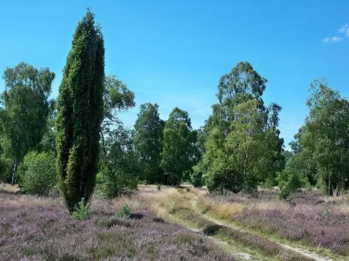 Dedelstorf - Schnuckenheide