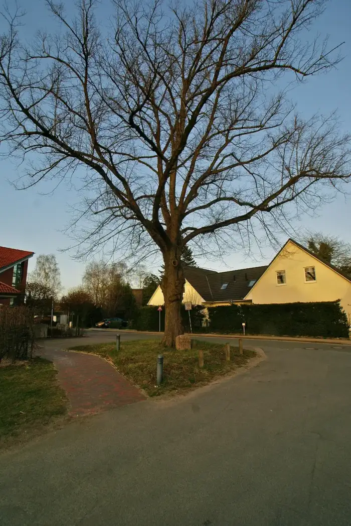 Delingsdorf - Friedenslinde in Delingsdorf