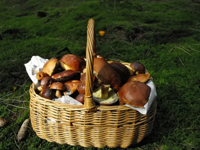 Geestland - Boletus badius 5052175998 df099ccc79 b