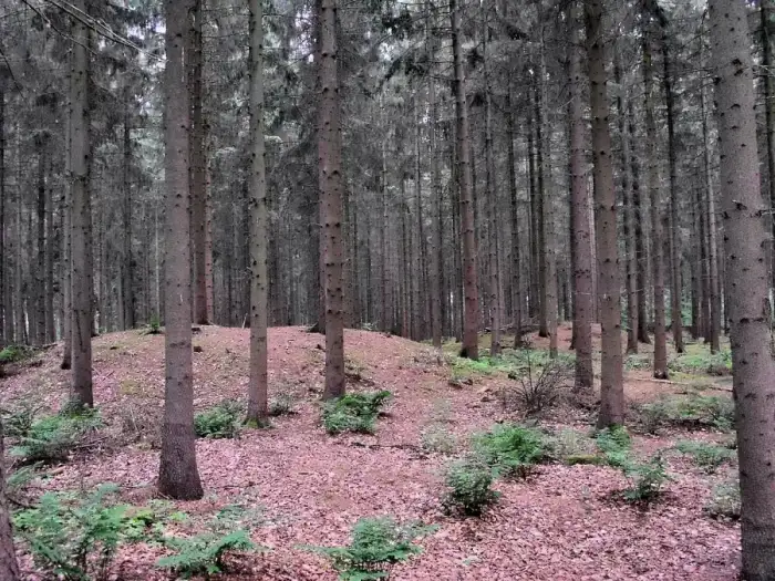 Goldenstedt - Goldenstedt - Hügelgräberfeld im Wald