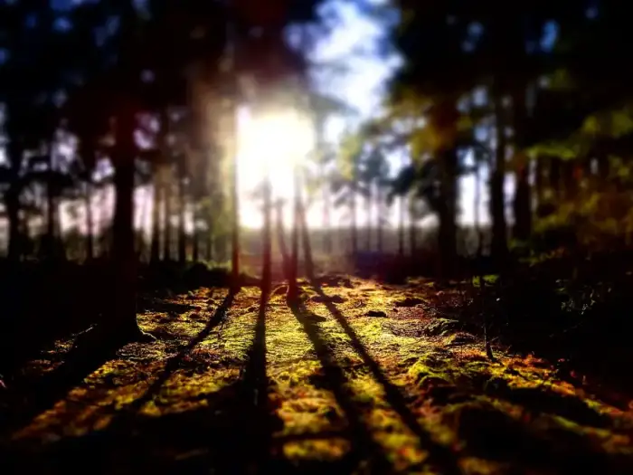 Hemslingen - Wald bei Hemslingen