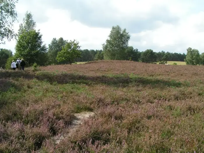 Kirchdorf - Kirchdorfer Heide