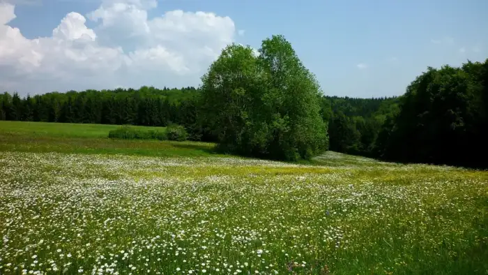 Langenenslingen - Langenenslingen - Frühlingswiese bei Egelfingen