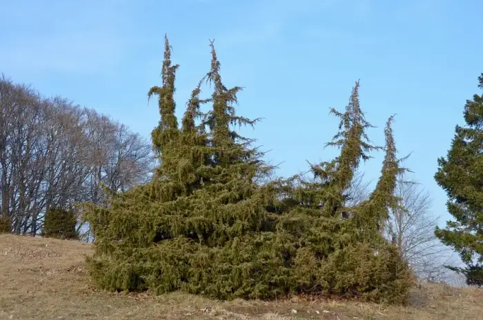 Obernheim - Juniper shrub, Obernheim (Zollernalbkreis)