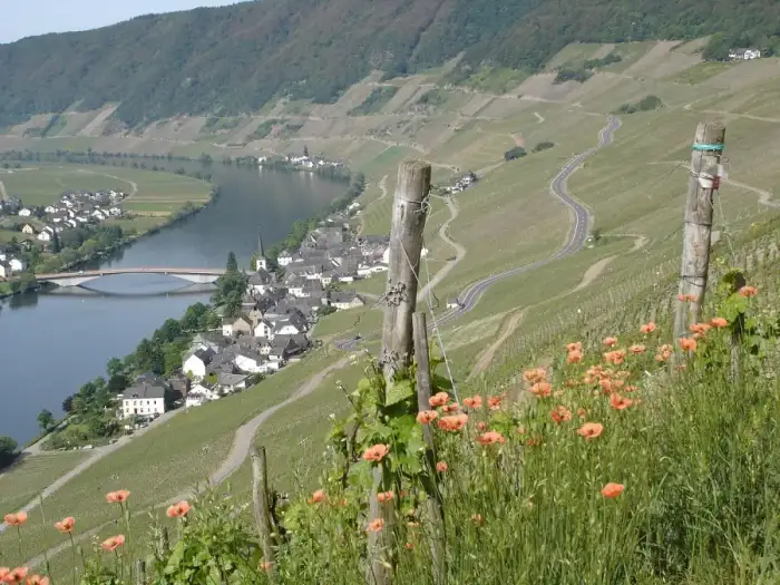 Piesport - Piesport2
