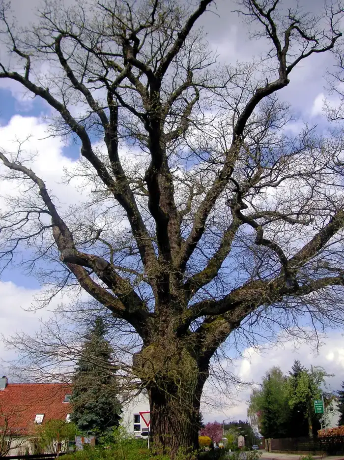 Puschendorf - Puschendorfer Eiche April 2006