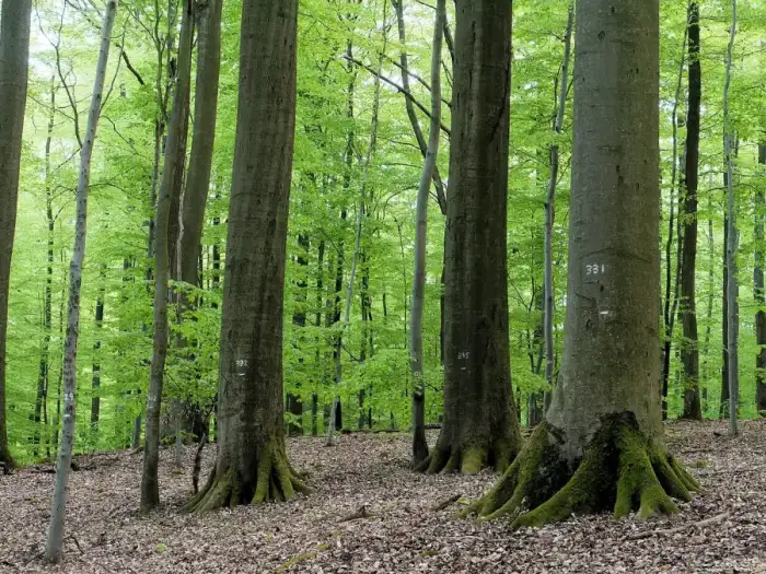 Rauhenebrach - Kleinengelein, Buchen 332-245-331 (01.05.2012) 1