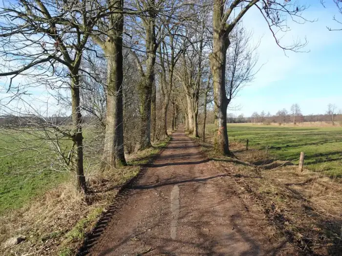 Rickling - Eschenallee in Rickling - panoramio