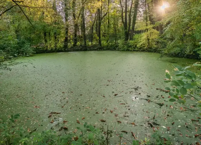 Sittensen - Pond in Sittensen (1)