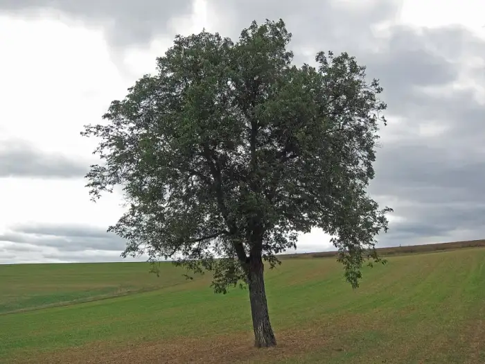 Urspringen - Nuss Urspringen, 2