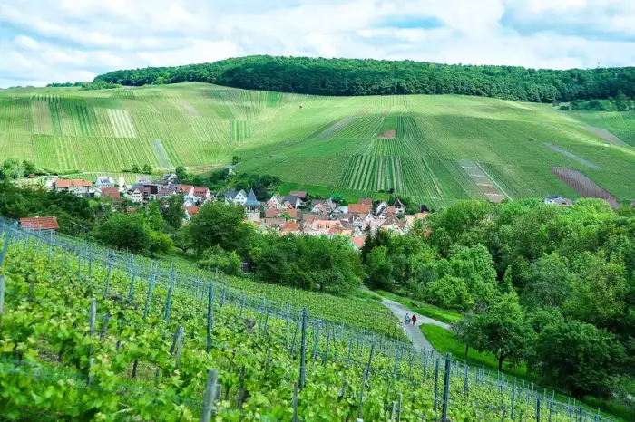 Weinstadt - Weinberge um Strümpfelbach